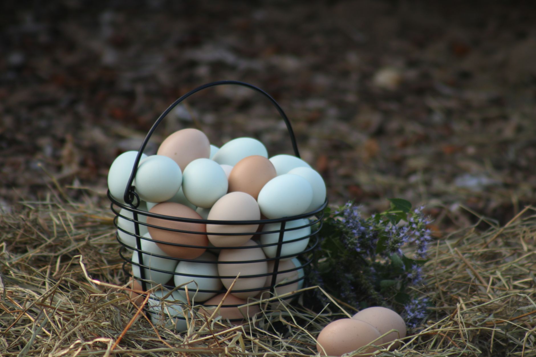 Traceable Free Range Eggs: Easy Way to Enjoy Freshness